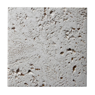 Close up fóssil da superfície do azulejo da