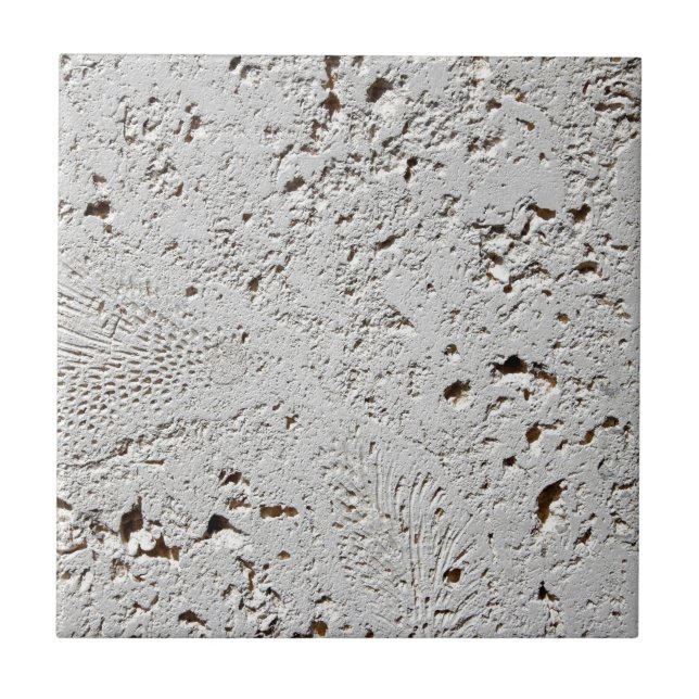 Close up fóssil da superfície do azulejo da (Frente)