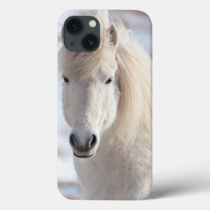 Close up of a White Icelandic Horse