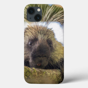 Close-up of porcupine in a tree