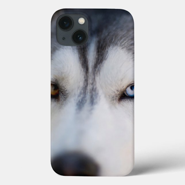 Closeup Stoic Gaze de um Alasca Malamute (Verso)
