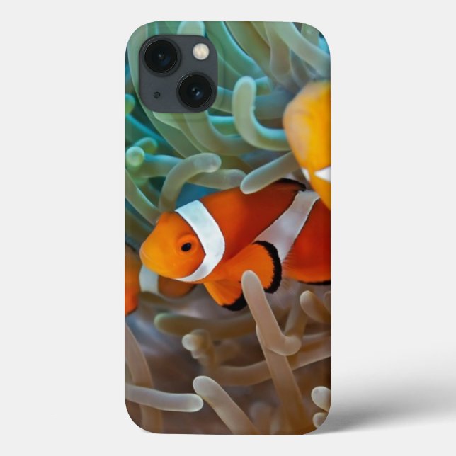 Clownfish (Verso)