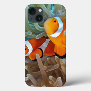 Clownfish