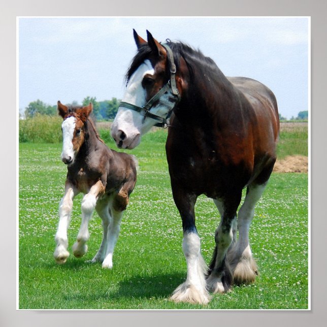 Clydesdale e Filly impressão (Frente)