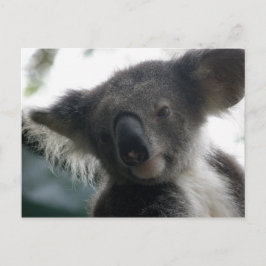 Coalas de Cartão Postal QLD Austrália
