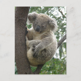 Coalas de Cartão Postal QLD Austrália