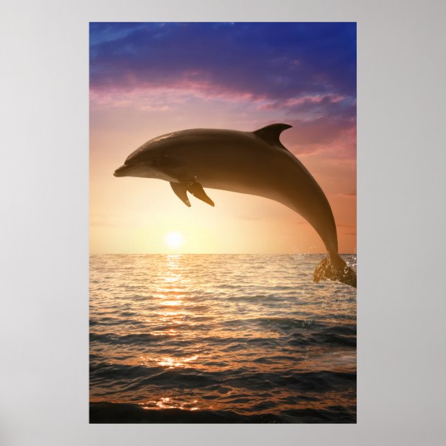 Coastal Dolphin Poster (Frente)
