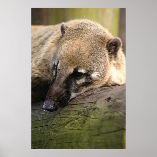 Coati Closeup Poster (Frente)