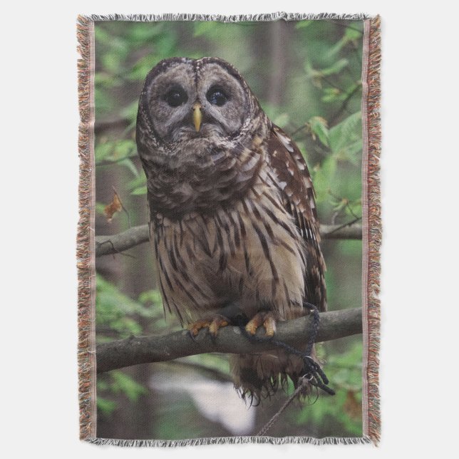 Cobertor Barred Owl (Frente Vertical)