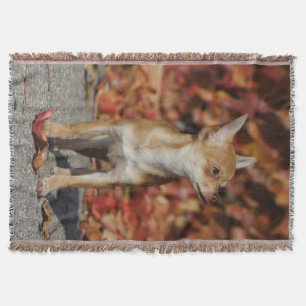 Cobertor Brown Chihuahua Puppy