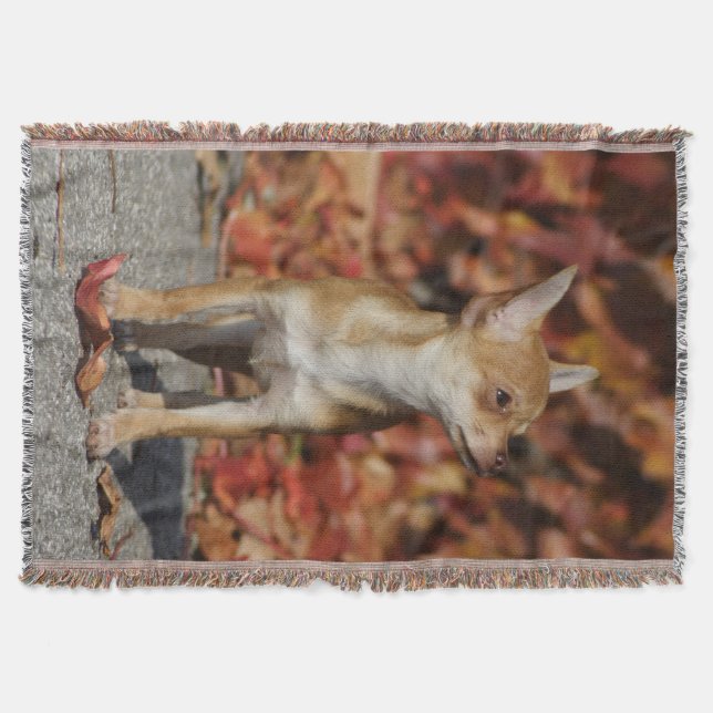 Cobertor Brown Chihuahua Puppy (Frente)