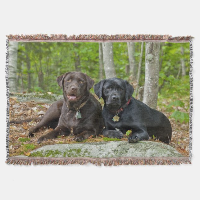Cobertor Cães Cachorros Cachorros Puppies Black Lab Chocola (Frente)