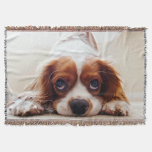 Cobertor Cavalier King Charles Spaniel