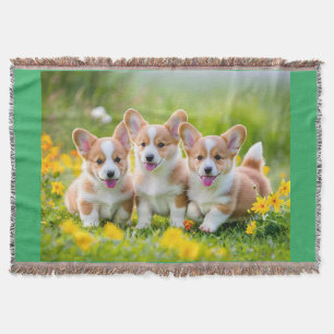 Cobertor Corgies tocando na grama