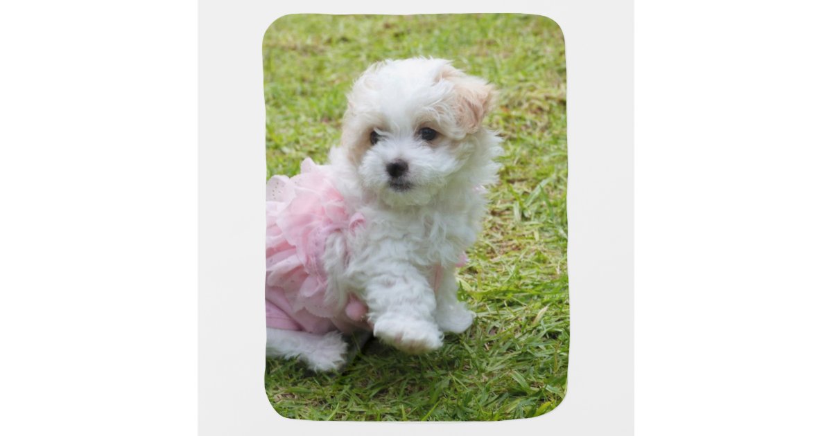 Cobertor De Bebe Cobertura Maltesa Bonito Do Bebe Da Caniche Zazzle Portugal