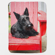 Pequeno Scottie em uma Grande Cadeira Vermelha