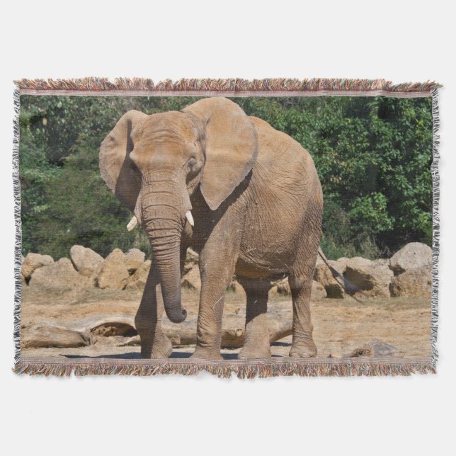 Cobertor de lançamento de elefante macho (Frente)