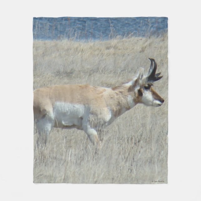 Cobertor De Velo A25 Antilope Pronghorn (Frente)