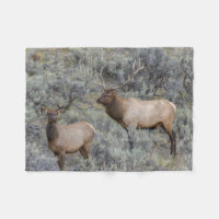 Alce macho | Parque Nacional de Yellowstone, Wyomi