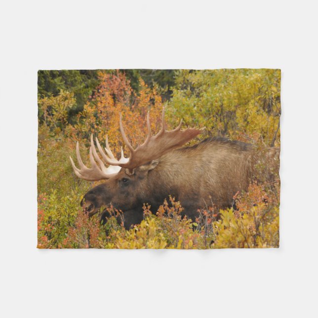 Cobertor De Velo Alce | Parque Nacional Denali, Alasca (Frente (Horizontal))
