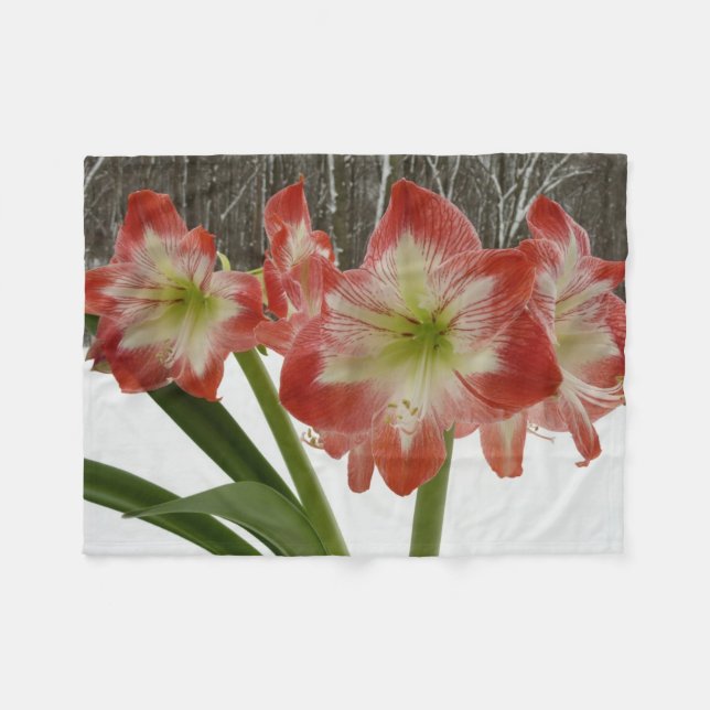 Cobertor De Velo Amaryllis no Feriado Vermelho de Neve Floral de in (Frente (Horizontal))