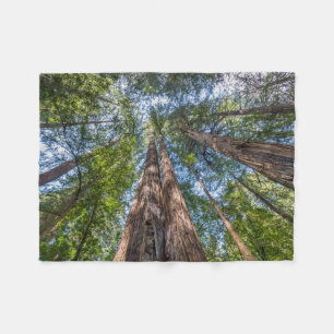 Cobertor De Velo Árvores Redwood Condado de Marin, Califórnia