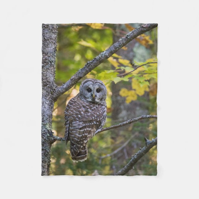 Cobertor De Velo Barred Owl em outono | Alger County, MI (Frente)
