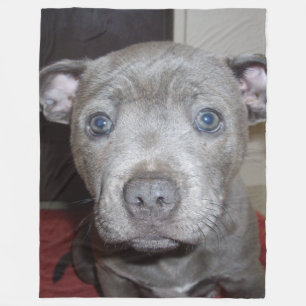 Cobertor De Velo Blue Staffordshire Bull Terrier Puppy