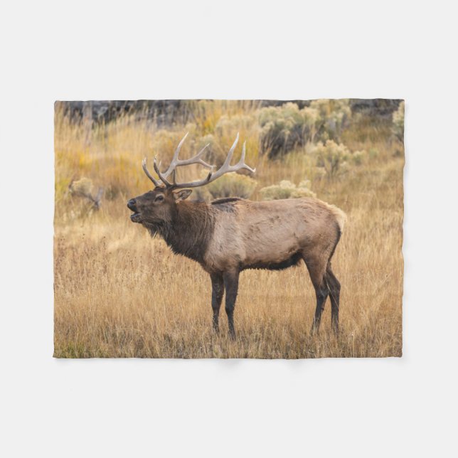 Cobertor De Velo Bull Elk | Parque Nacional Yellowstone (Frente (Horizontal))