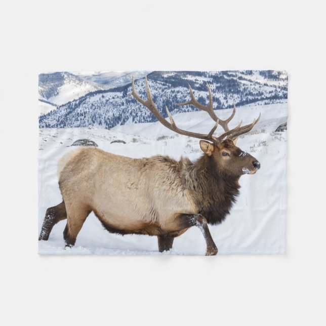 Cobertor De Velo Bull Elk | Wyoming (Frente (Horizontal))