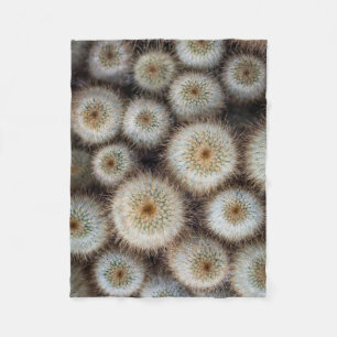 Cobertor De Velo Cactus Prickly