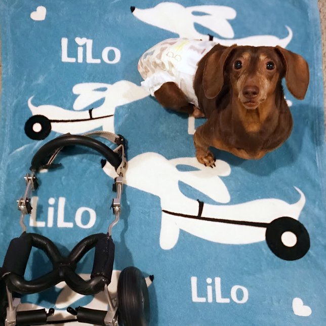 Cobertor De Velo Cadeiras de rodas Dachshund IVDD para cadeiras de  (Wheelie dachshund gift - cozy personalized wheelchair cart blanket)