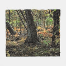 Cena da floresta do outono