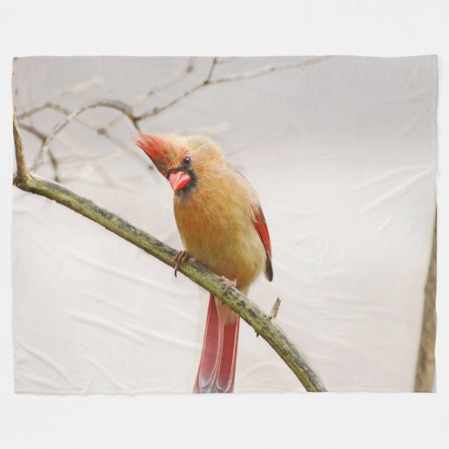 Cobertor De Velo Curiosa fêmea Cardeal Fleece Blanket (Frente (Horizontal))
