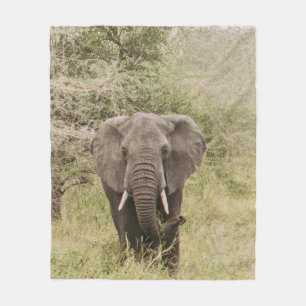 COBERTOR DE VELO ELEFANTE ASSISTINDO UM CARRO TURÍSTICO