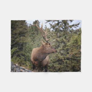 Cobertor De Velo Elk Bull Em Jasper