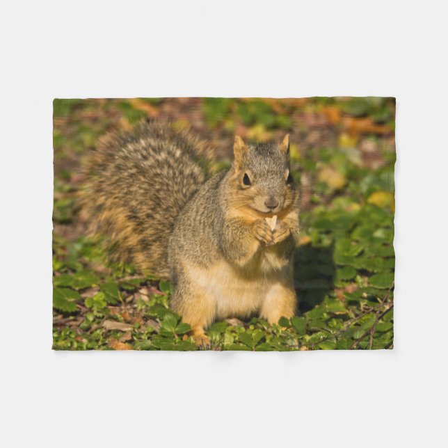 Cobertor De Velo Esquilo Cinzento, comendo, amendoim, Crystal Sprin (Frente (Horizontal))