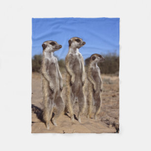 Cobertor De Velo Expor ao sol a cobertura do velo de Meerkats