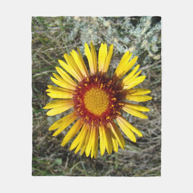 Cobertor De Velo F1 Flor Amarela Gaillardia (Frente)