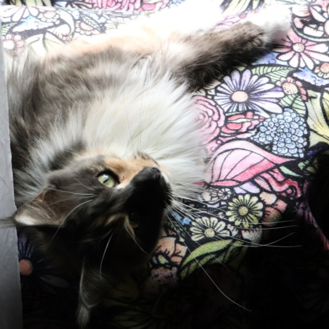 Cobertor De Velo Fairy Garden Gardening Flower Gardens Fairies      (Criador carregado)