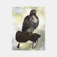 Falcão de cauda vermelha na luva