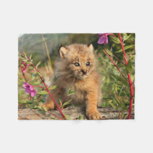 Cobertor De Velo Filhote de Lince Canadense, Alasca