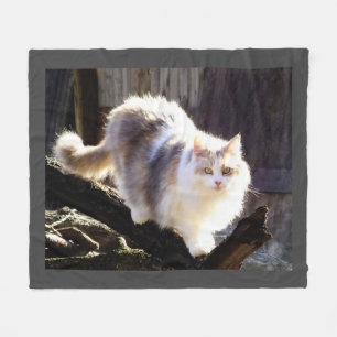 Cobertor De Velo Fluffy Dilute Calico Maine Coon Cat