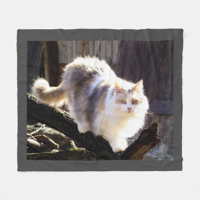 Cobertor De Velo Fluffy Dilute Calico Maine Coon Cat (Frente (Horizontal))