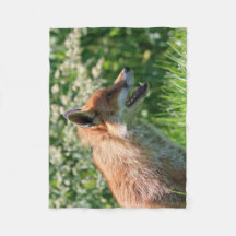 fox a cobertura, lance foxy, cobertura do lance do