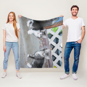 Cobertor De Velo Gatinhos