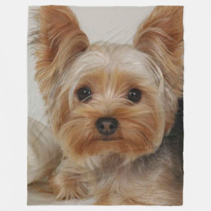 Cobertor De Velo Gorgeous Yorkshire Terrier