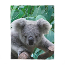 Koala e eucalipto