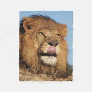 Cobertor De Velo Leão-africano (Panthera Leo), savana africana
