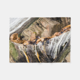 Cobertor De Velo Leões Do Mar Deitados Nas Rochas